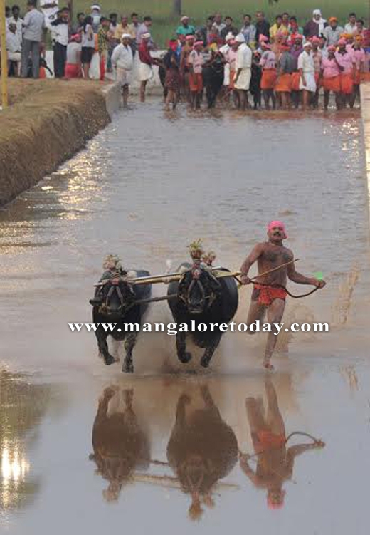 kambala at mulki 1